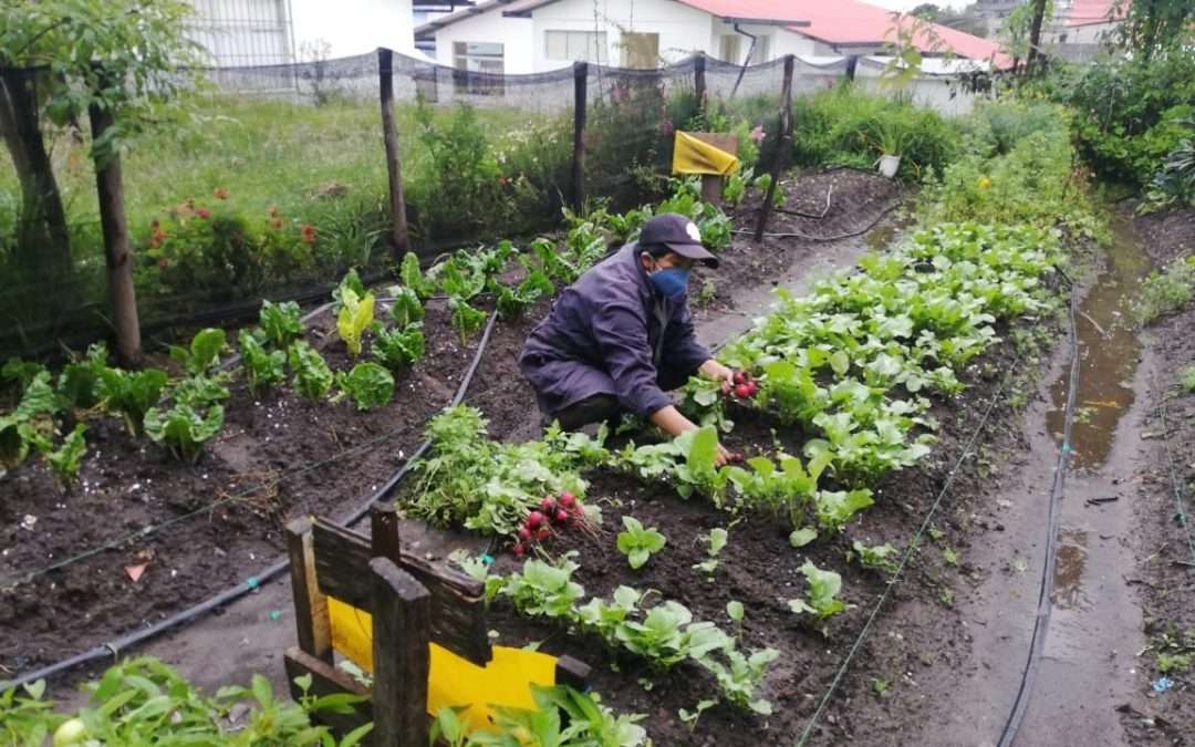 Speaker Series #13 –  Building Effective Food Systems for Cities