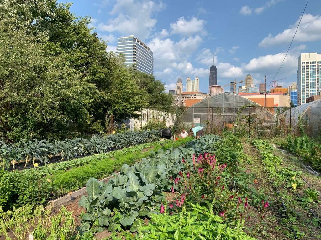 Urban Eats: How cities can leverage opportunities to build resilient food systems through circular pathways