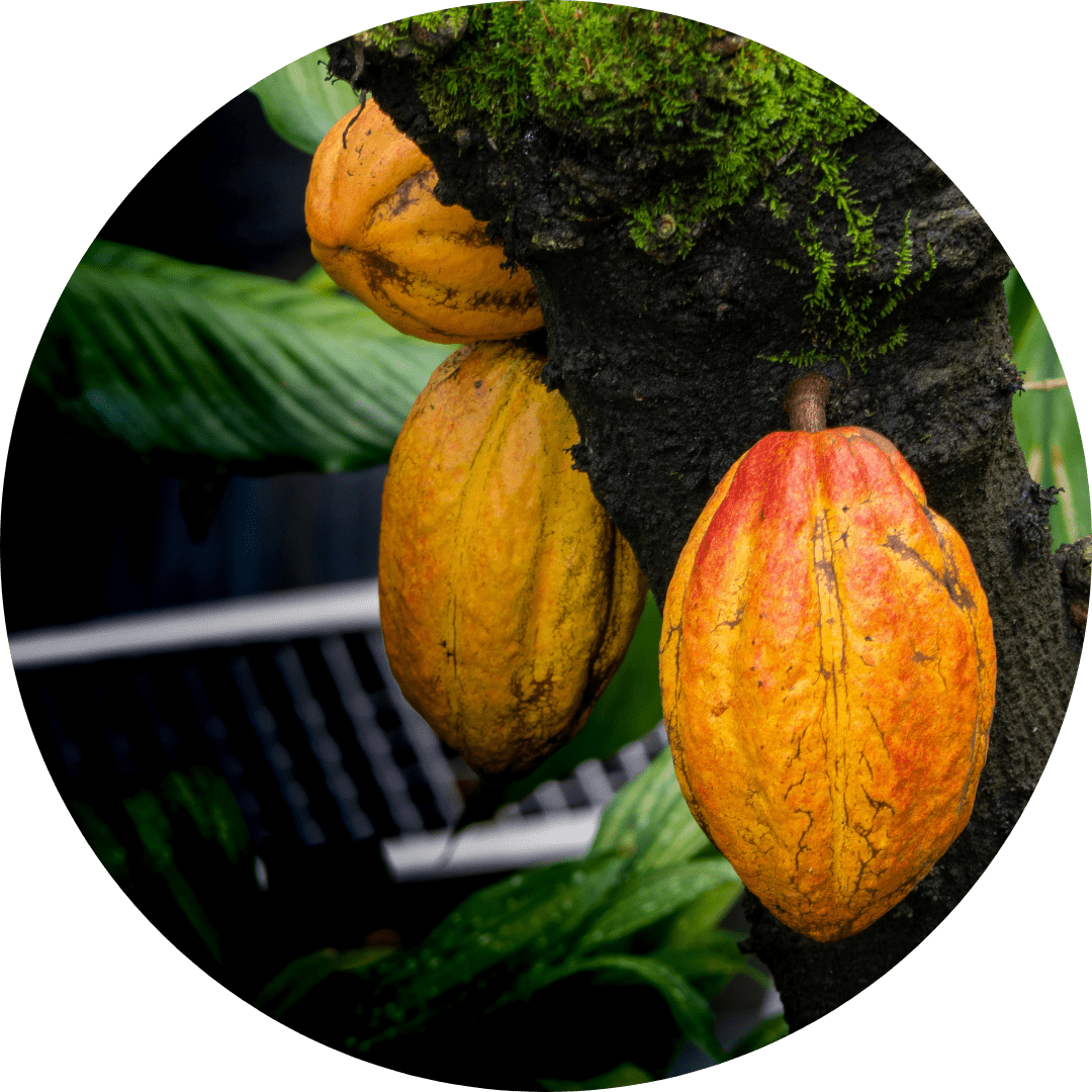 Website-EU Programs page redux Urban Pulse Thumbnail