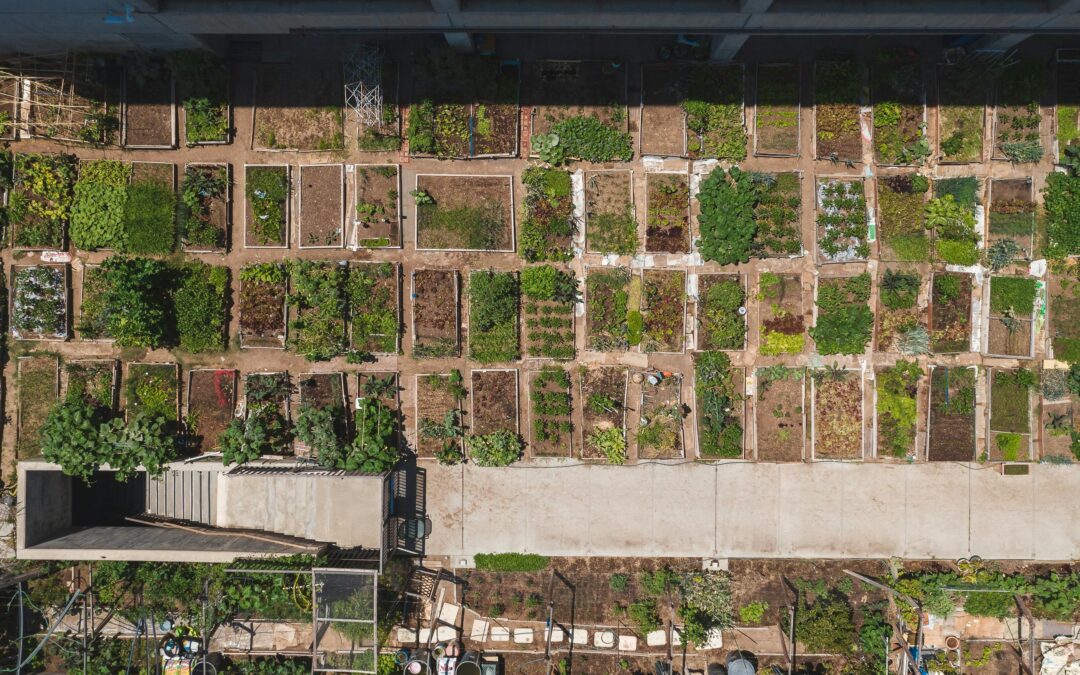 NUTRISOIL Policy Brief: How restoring urban soil is a powerful climate solution