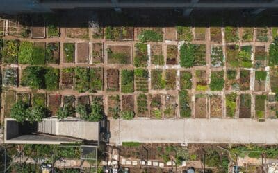 NUTRISOIL Policy Brief: How restoring urban soil is a powerful climate solution