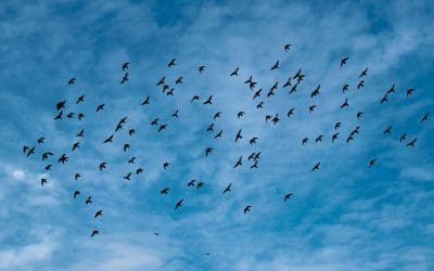 Under Pressure, Overdue: The Portfolio Approach and Financing Cities for Resilience